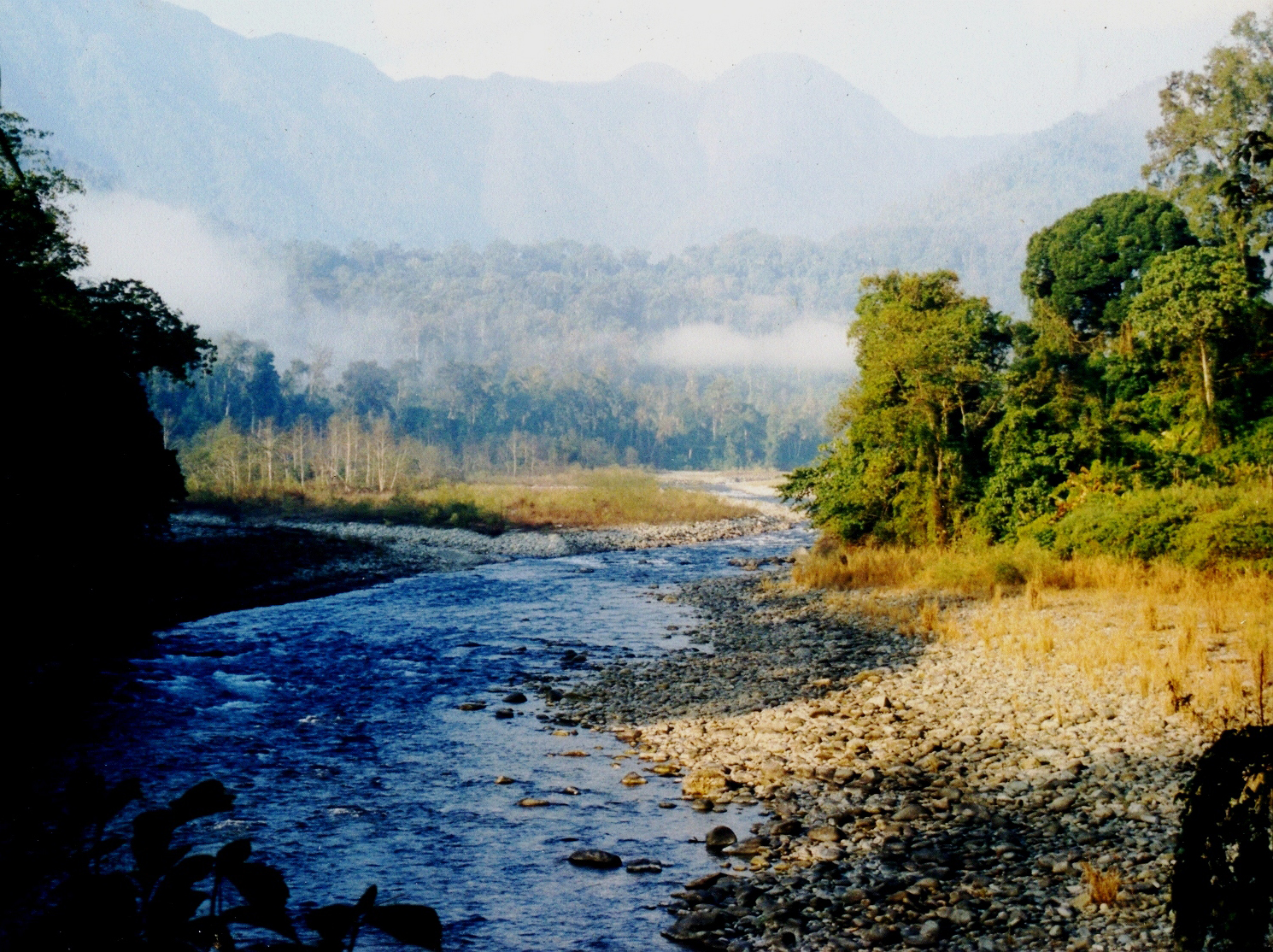 လူသားအားလုံးကျန်းမာဖို့၊ သစ်တောများကိုထိန်းသိမ်းစို့