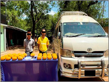 ပြစ်မှုကျူးလွန်သူများအား ဖမ်းဆီးရမိသည့် ဘိန်းစိမ်းများနှင့်အတူ တွေ့ရစဉ်။